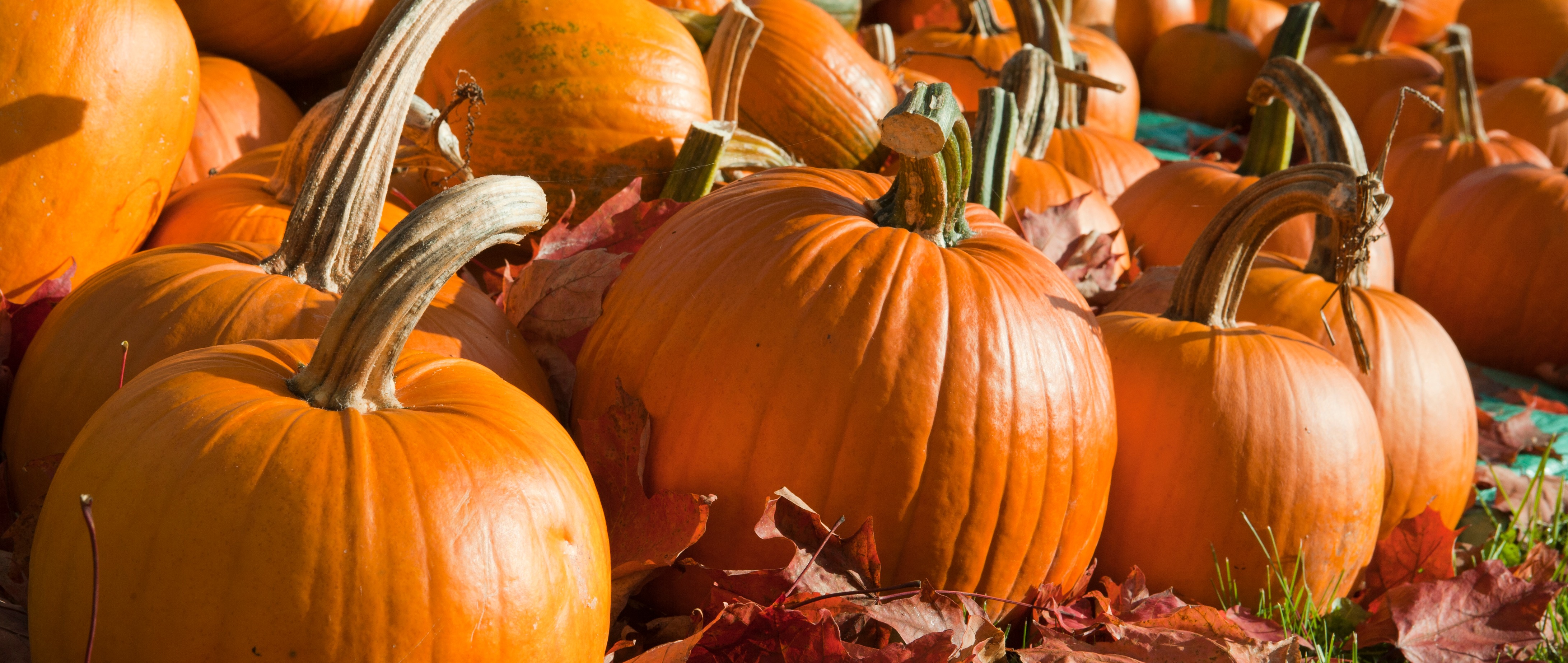 Fun Facts About Pumpkins fun-facts-about-pumpkins